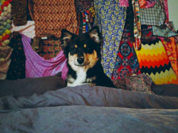 Screen Shot 2019-01-07 at 10.13.34 AM.png