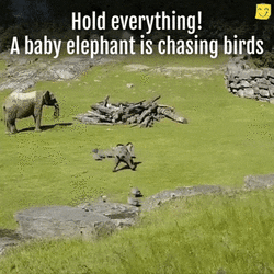 Think_17cfe1_6605050.gif