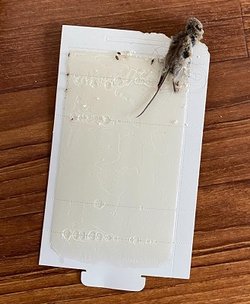 mouse.jpg