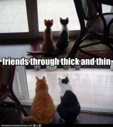 funny-pictures friends thick thin.jpg