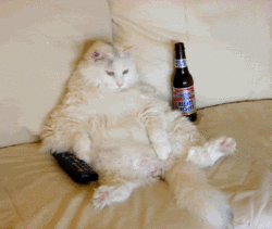 Cat-DrinkingBeerWatchingtv.gif