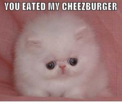 cheseburgercat.jpg
