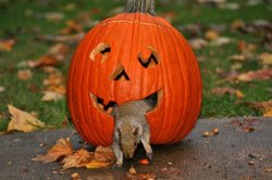 funny squirrl O'lantern.jpg