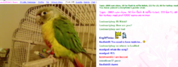 Nikkisbird.png