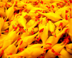 rubber chicken.jpg