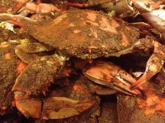 crabs.jpg