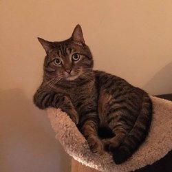 cat meme cat lounging.jpg