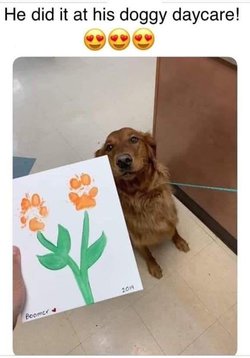 a talented doggie.jpg