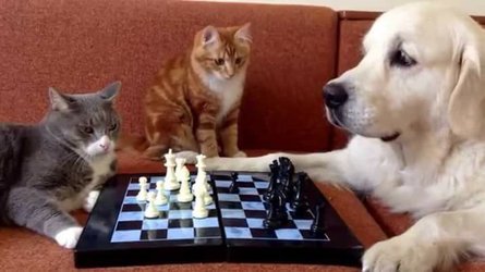 cat meme cat dog chess.jpg