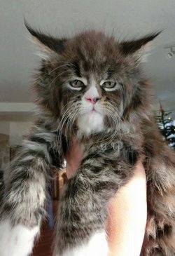 cat meme viking version of grumpy cat.jpg