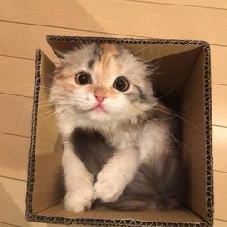 Box Busted.jpg