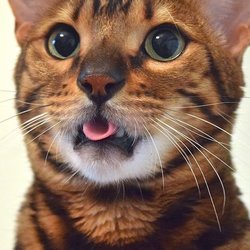 kitty curl its tongue.jpg