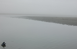 FREAKING FOG.png