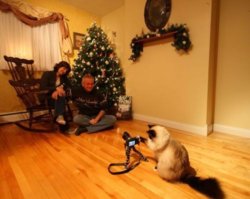 catmaseve.jpg