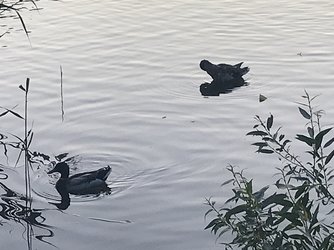 Ducks.jpg