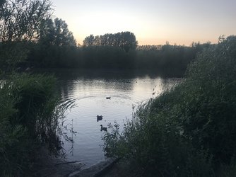 Ducks2.jpg