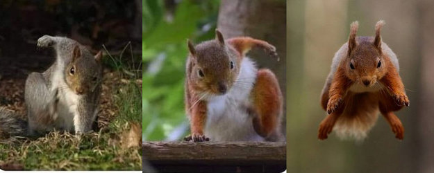 squirrel.jpg