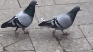 pigeon_strut.gif