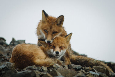 wild-foxes-photography-ivan-kislov-27.jpg