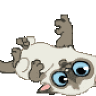 kitten118