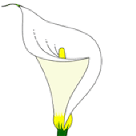 LilyFlower
