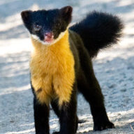 HoneyBadgerFriendly