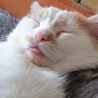 Mitzuko