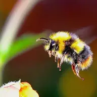 flowerbee