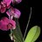 eng_spa