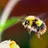 flowerbee