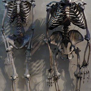 Gorilla Versus Human Skeleton