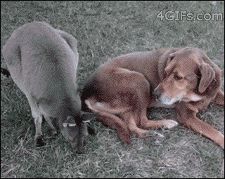 FdJeecR.gif