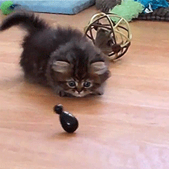 d0zmDtr.gif