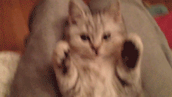 ZN5m3b8.gif