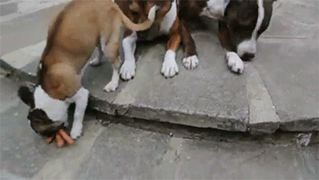 tumblr_n578ayDOM11rc7zl1o6_400.gif