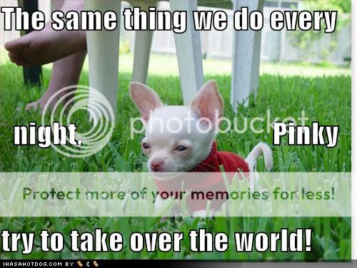 funny_dog_pictures_take_over_the_wo.jpg