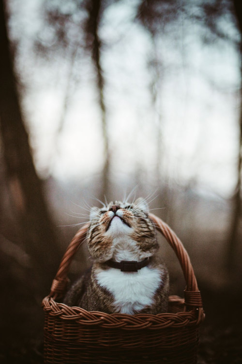 tumblr_n0qovmUf3B1qzjc9co1_500.jpg