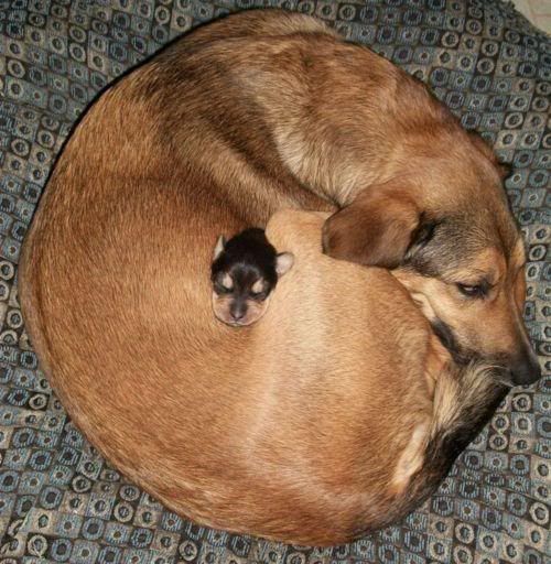 cuddledog.jpg