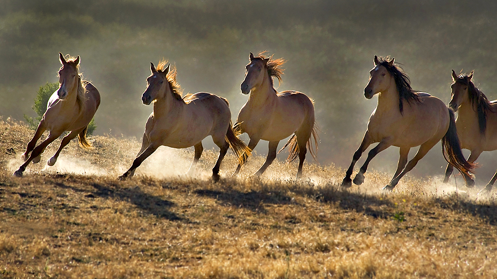 photos_of_wild_horses00011.jpg