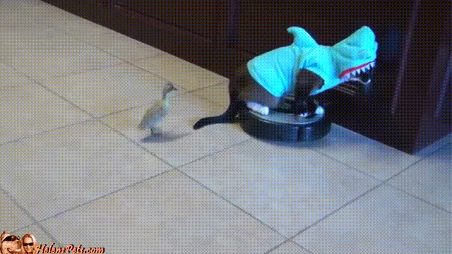 DOrOoyl.gif