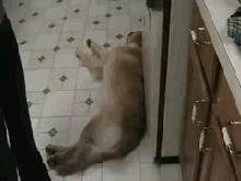 tumblr_m5gg6waQDt1r5c792o1_250.gif