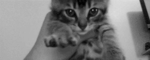 8TZyw.gif