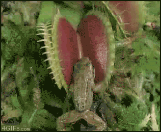 SP4bu9P.gif