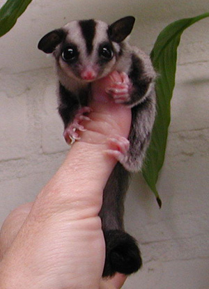 sugar-glider-7.jpg