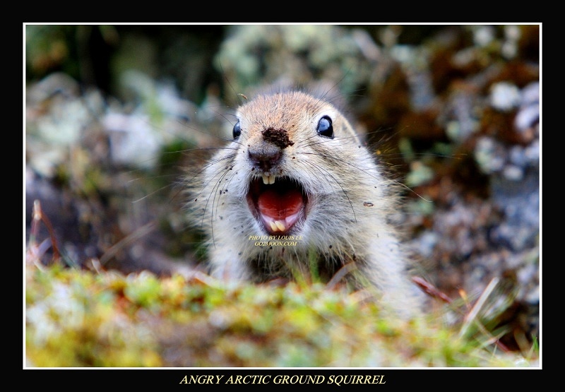 ArcticSquirrel-6009-1.jpg