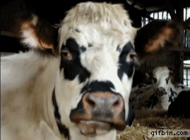 3mKgI1o.gif