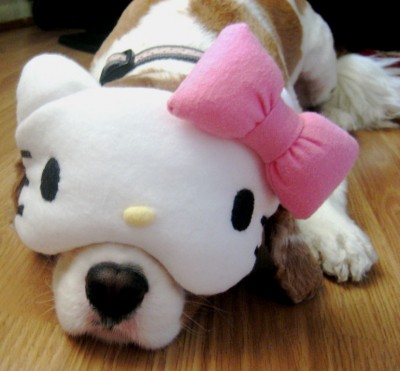 Hello-Kitty-sleeping-dog-400x371.jpg
