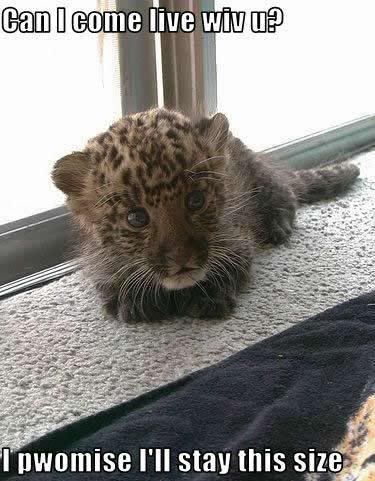 baby-leopard-wants-to-come-live-wit.jpg