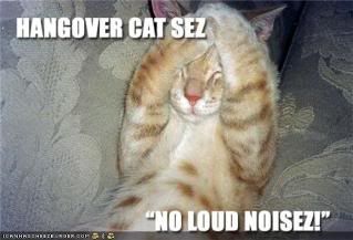 funny-pictures-cat-is-hungover1.jpg