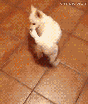 tumblr_mxfstoeFKZ1r3gb3zo1_400.gif